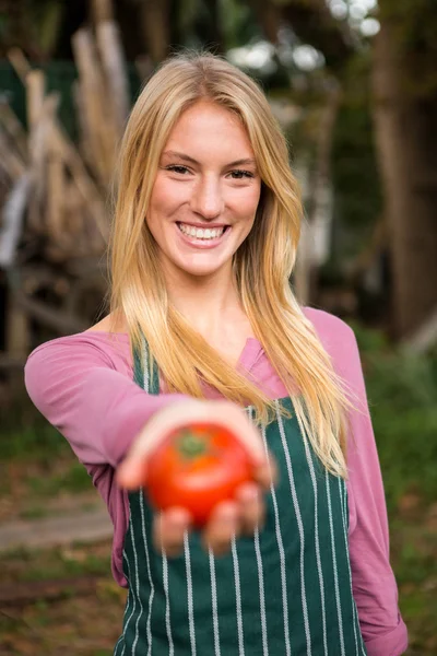 Gardener offering fresh tomato — Stock Photo, Image