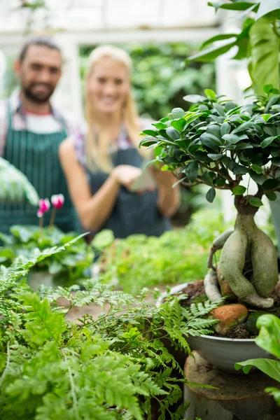 Potted plants against gardeners at greenhouse — Stock Photo, Image