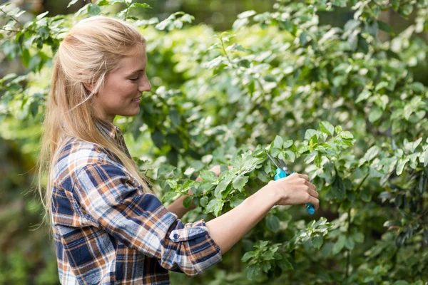 Kvinnlig trädgårdsmästare beskärning av växter — Stockfoto