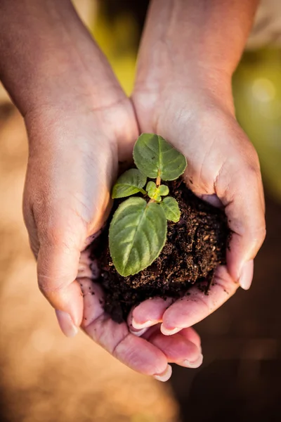 Planta cultivada de sementes em mãos no jardim — Fotografia de Stock