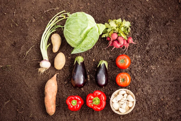 Fresh vegetables at garden — Stock Photo, Image