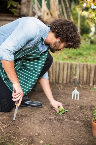 Trädgårdsmästare plantering utanför växthuset — Stockfoto