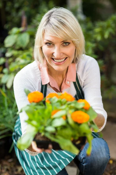 Jardinero mostrando maceta planta con flores — Foto de Stock