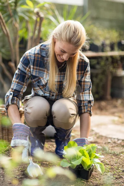 Tuinman planten buiten broeikasgassen — Stockfoto