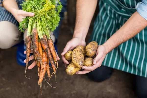 Giardinieri che detengono carote e patate raccolte — Foto Stock