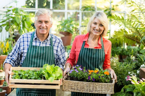 Casal segurando caixas de plantas em estufa — Fotografia de Stock