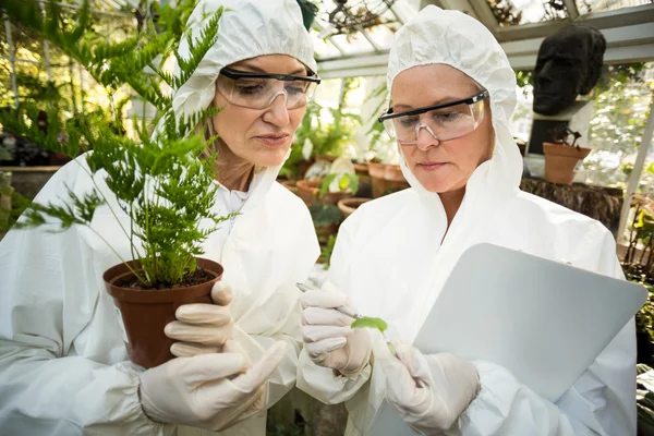 Científicos en traje limpio examinando plantas — Foto de Stock