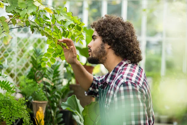 Jardineiro macho inspecionando plantas em estufa — Fotografia de Stock