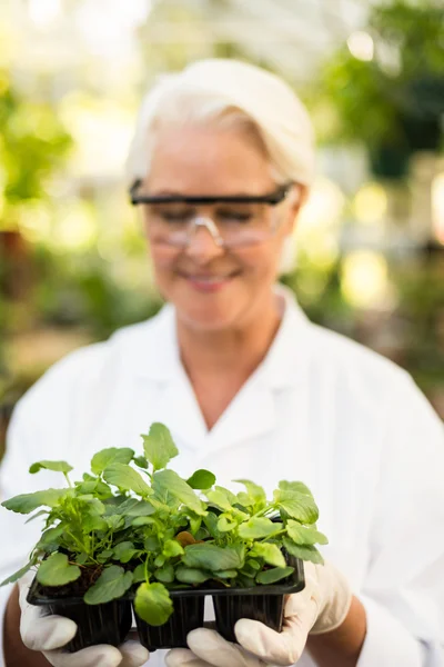 Female scientist holding saplings — Stock Photo, Image