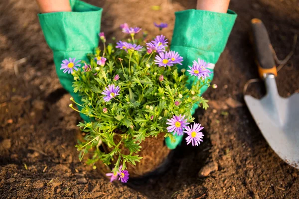 Gardener planting potted plant — Stock Photo, Image