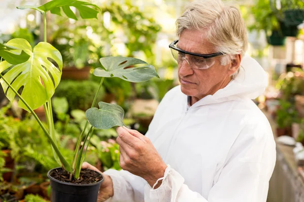 Cientista em terno limpo examinando folhas de plantas — Fotografia de Stock