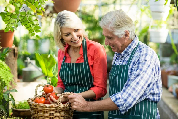 Echtpaar met tomaten in de serre — Stockfoto