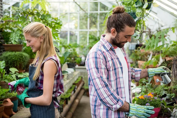 Co-workers watering potted plants at greenhouse — Stock Photo, Image