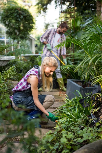 Jardineiro plantio no jardim comunitário — Fotografia de Stock