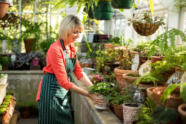 Mulher segurando planta em vaso em estufa — Fotografia de Stock