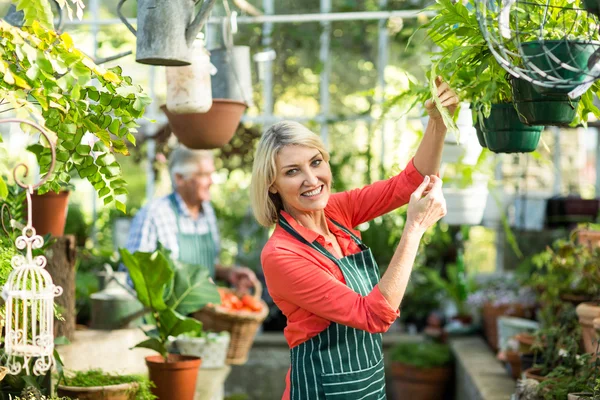 Žena, kontrola hrnkové rostliny ve skleníku — Stock fotografie