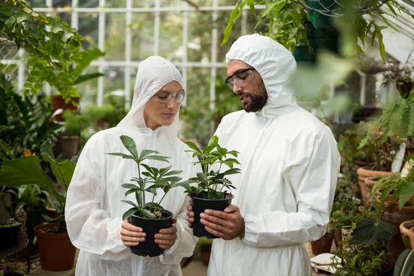 Cientistas em terno limpo segurando plantas em vasos — Fotografia de Stock