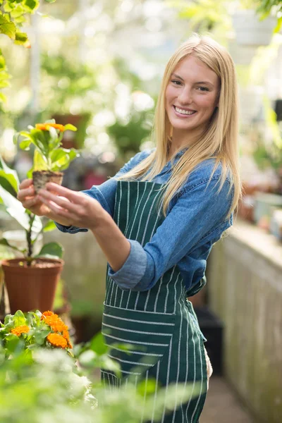 Gardener holding flowering plant — Stock Photo, Image