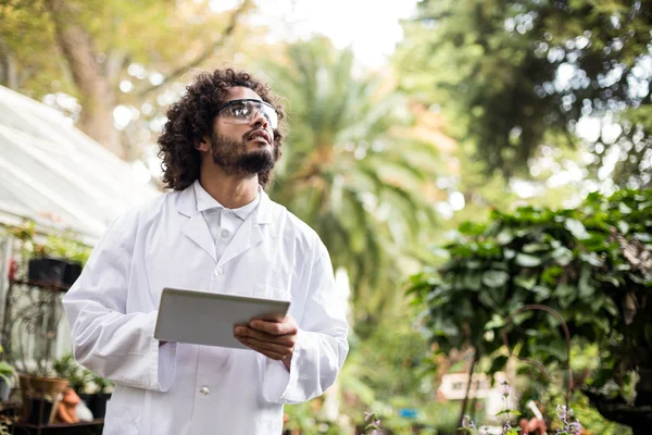 Male scientist inspecting plants at greenhouse — Stock Photo, Image