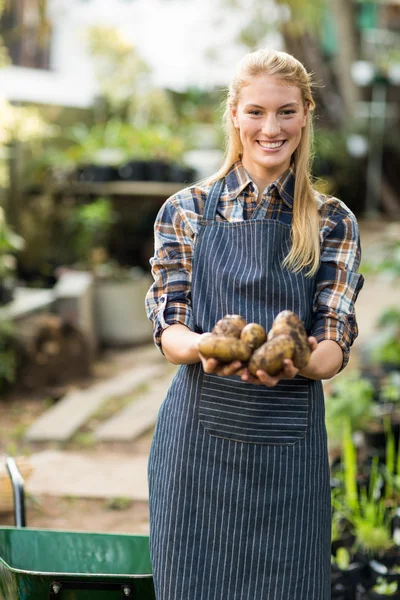 Gardener holding harvested potatoes — Stock Photo, Image