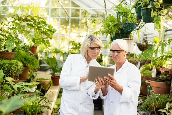 Scientists discussing over tablet at greenhouse — Stock Photo, Image