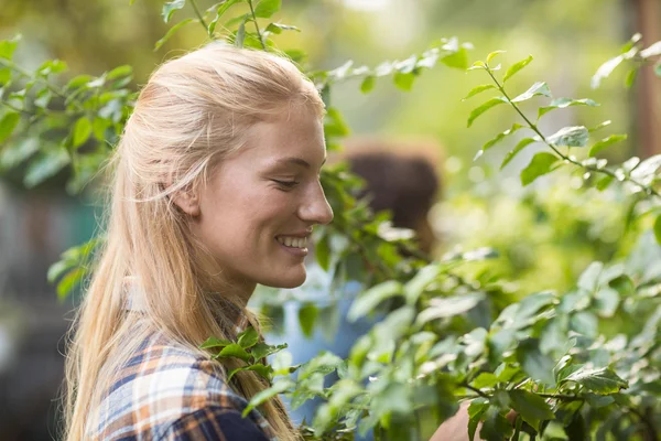 Vrouwelijke tuinman behandeling van planten — Stockfoto