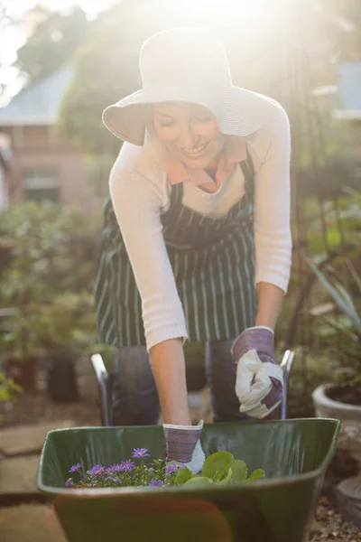 Jardineiro que arranja plantas no carrinho de mão — Fotografia de Stock