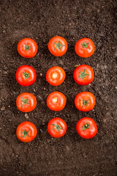 Rajčata na nečistoty v garden — Stock fotografie