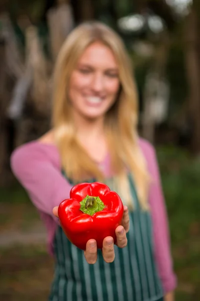 Garderner oferecendo pimentão vermelho no jardim — Fotografia de Stock