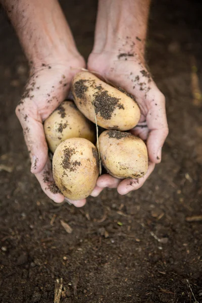 Jardineiro segurando batatas sujas no jardim — Fotografia de Stock