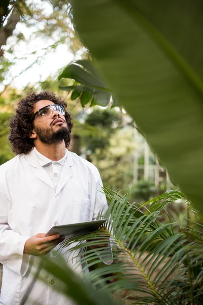 Wissenschaftler inspiziert Pflanzen im Gewächshaus — Stockfoto