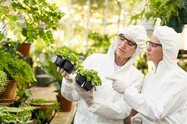 Wissenschaftler im sauberen Anzug untersuchen Jungpflanzen — Stockfoto