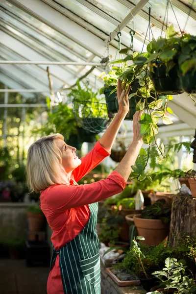 Woman inspecting potted plants in greenhouse — Stock Photo, Image