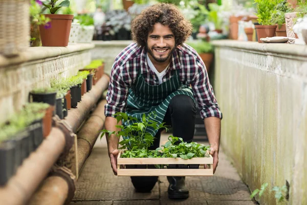 Male gardener keeping plants crate on floo — Stock Photo, Image