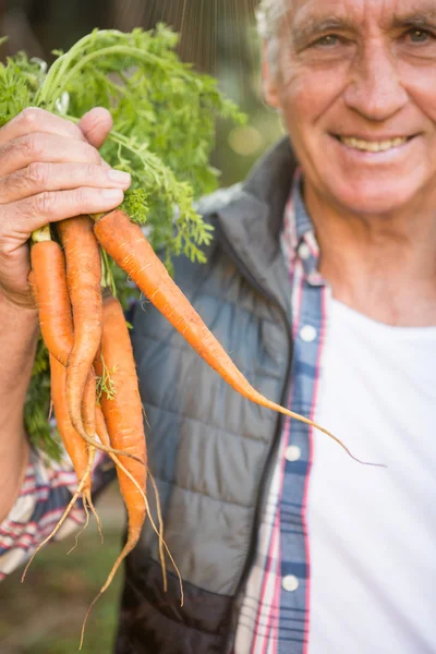 Садівник тримає моркву в саду — стокове фото