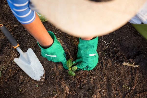 Садовник сажает саженцы в грязи в саду — стоковое фото