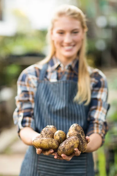 Bahçıvan hasat holding patates — Stok fotoğraf