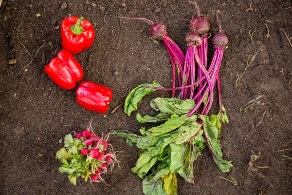Vegetables on dirt at botanical garden — Stock Photo, Image