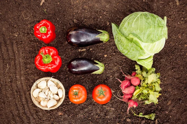 Vegetables on dirt at community garden — Stock Photo, Image