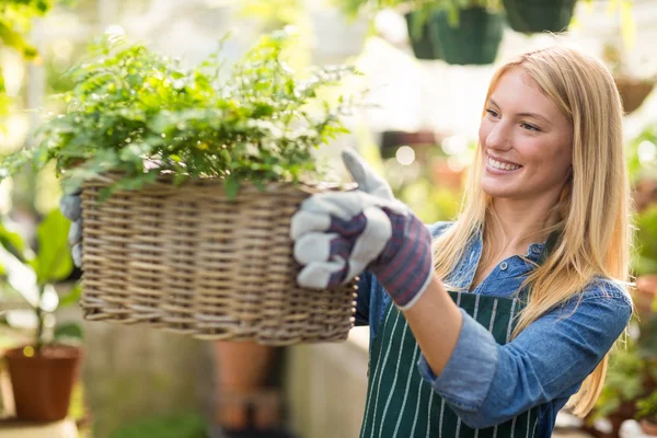 Woman holding plant in wicker basket at greenhouse — Stock Photo, Image