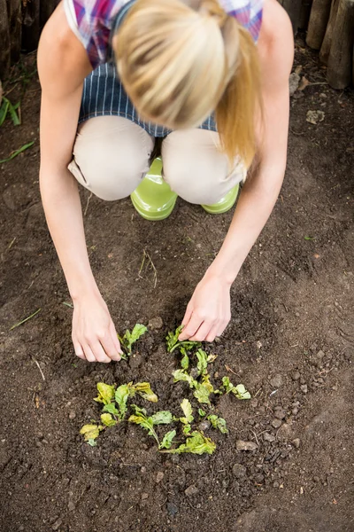 Tuinman aanplant in de tuin — Stockfoto