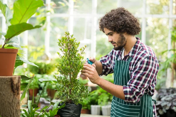 Male gardener pruning potted plants — Stock Photo, Image