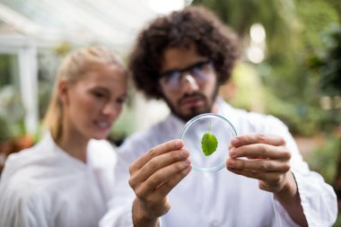 Coworkers inspecting leaf on petri dish  clipart