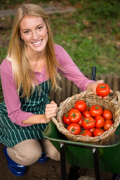Tuinman op zoek naar verse tomaten in mand — Stockfoto