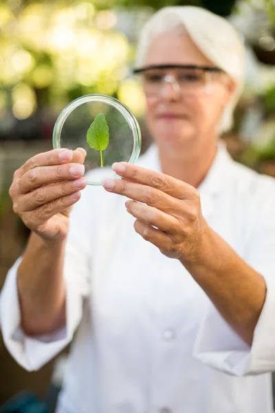 Scientist holding leaf on petri dish — Stock Photo, Image