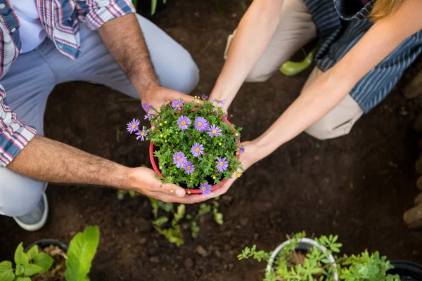 Trädgårdsmästare håller krukväxter — Stockfoto