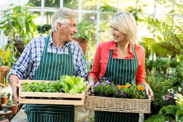 Couple holding plant crates at greenhouse — Stock Photo, Image