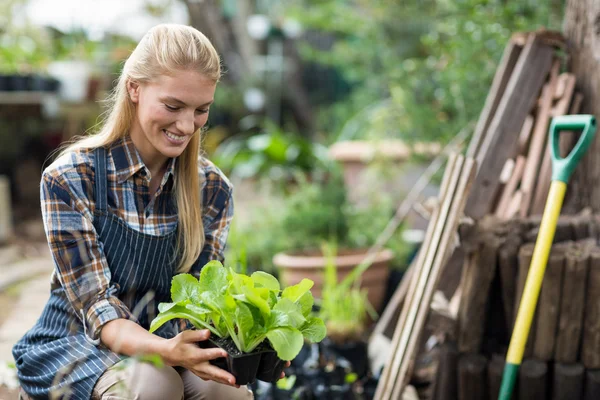 Jardinero femenino sosteniendo planta en maceta — Foto de Stock