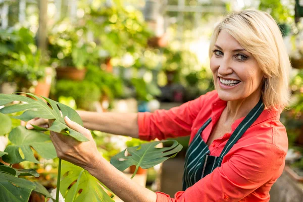 Tuinman glimlachen terwijl het inspecteren van bladeren — Stockfoto