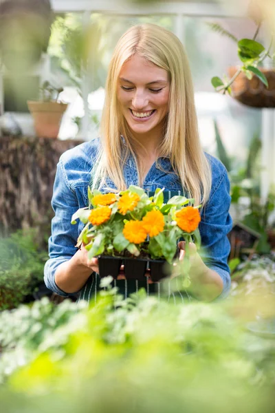 Femme tenant une plante à fleurs en pot — Photo